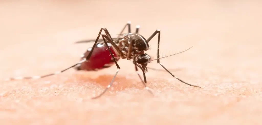 Dengue amenaza a Aguascalientes; intensifican combate al mosquito