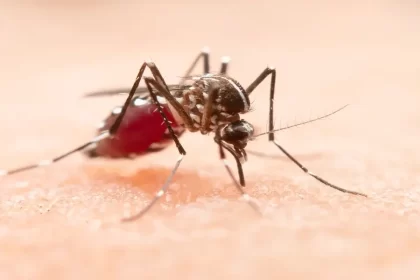 Dengue amenaza a Aguascalientes; intensifican combate al mosquito