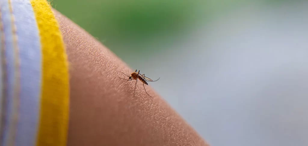 Dengue se extiende por 92 colonias de Aguascalientes