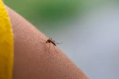 Dengue se extiende por 92 colonias de Aguascalientes