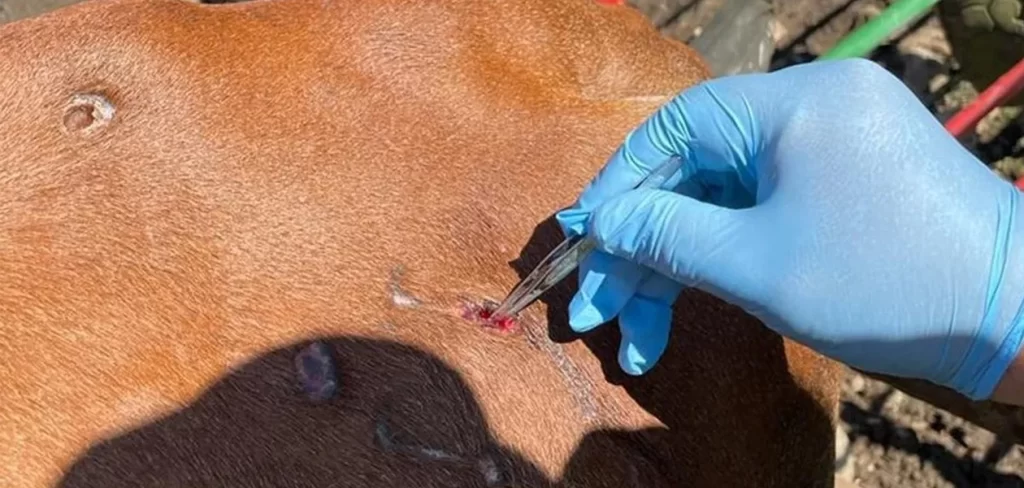 Detectan tres casos de gusano barrenador en Aguascalientes