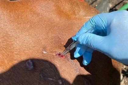 Detectan tres casos de gusano barrenador en Aguascalientes