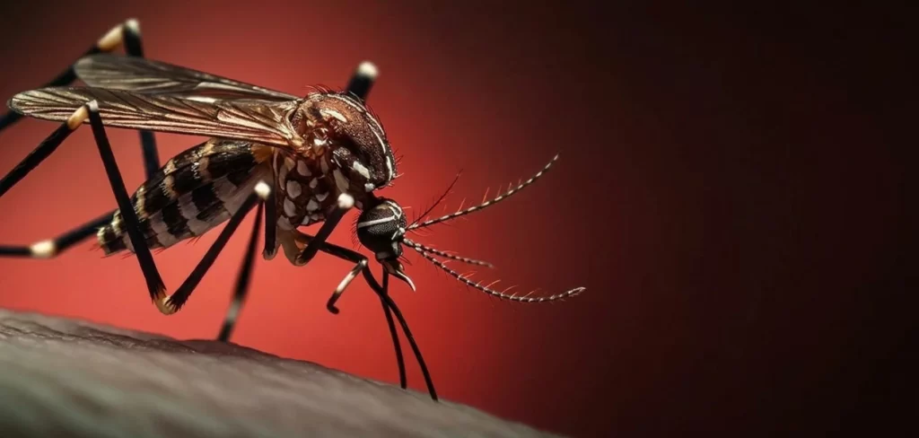 ISSEA reconoce epidemia de dengue en Aguascalientes; suman 400 casos