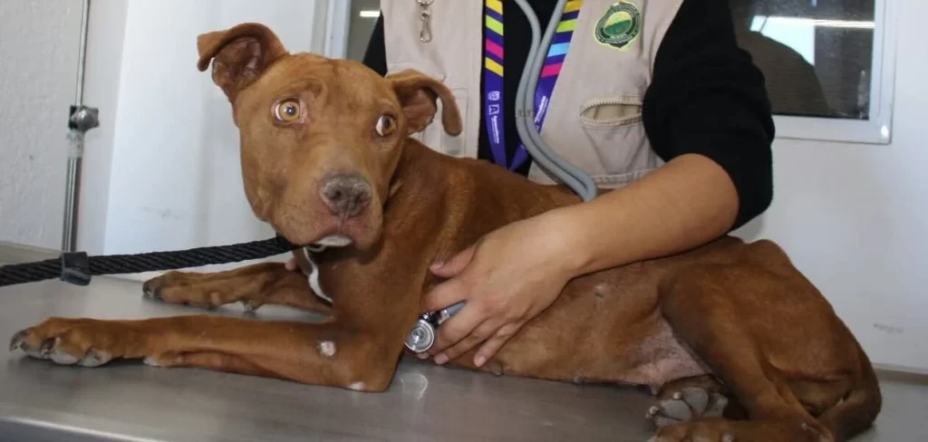 Policía que mató a perrita pitbull en Aguascalientes sigue en funciones