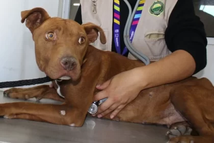 Policía que mató a perrita pitbull en Aguascalientes sigue en funciones